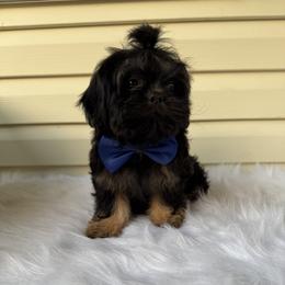 King Louis - Black and tan male Shih Tzu puppy in Columbia, Kentucky from Lisa Bandy Luxe Shih Tzu