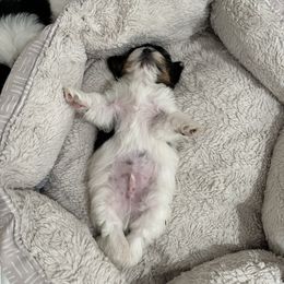 Biewer Terrier Puppies from Lozado’s Biewers