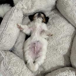 Biewer Terrier Puppies from Lozado’s Biewers