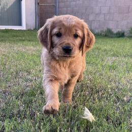 Kona - Dark golden female Golden Retriever puppy in Artesia, California from Journey Bound Goldens