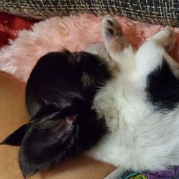 Boy 1 - Black and white male Chihuahua puppy in Oklahoma City, Oklahoma from Teacup Chihuahuas and Friends