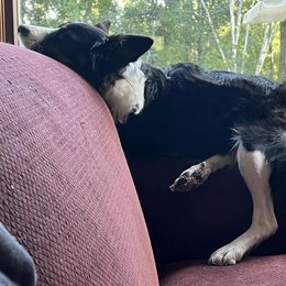 Border Collie All Grown Up from Border Collie LLC