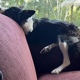 Border Collie All Grown Up from Border Collie LLC