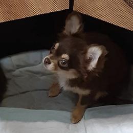 Chihuahuas and Japanese Chins from Gift of Gods Favor