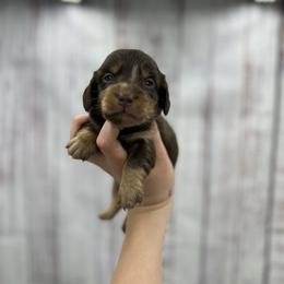 Chubs - Chocolate and tan male Dachshund puppy in Nashville, Arkansas from Cuddles n Curls