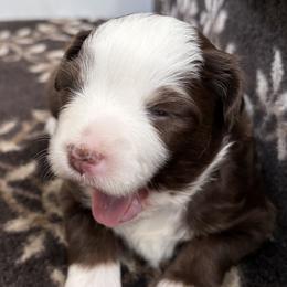 Pink - Red tri-color female Miniature American Shepherd puppy in Plain City, Utah from Burton's Mini American Shepherds