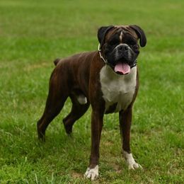 Max - Boxer