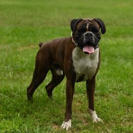 Max - Boxer