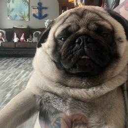 Bulldog and Pug Puppies from Love that bulldog lewter family