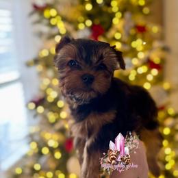 Flint (Ready Now) Big Boy - Black and tan male Yorkshire Terrier puppy in Pittsburg, California from Crystal Garden Yorkies