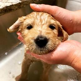 Goldendoodle Puppies from Old Line Doodles