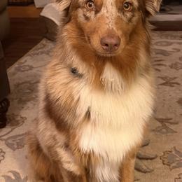 Pilgrim - Australian Shepherd