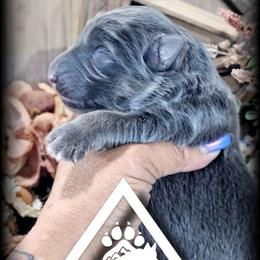 Appollo - Blue male German Shepherd puppy in Sequim, Washington from German Shepherd Haus