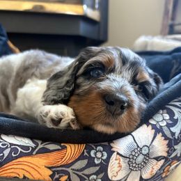 Camper blue eye - Black white and tan male Cockapoo puppy in Carlotta, California from Lost Coast Bernese Mountain Dogs