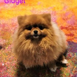 Gidget - Pomeranian