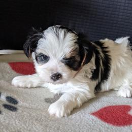 Biewer Terrier Puppies from Licks and Wags
