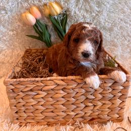 Kelly - Red  female Goldendoodle puppy in Bucyrus, Missouri from Hill Top Pomskies