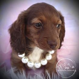 Dachshund Puppies from Bald Mountain Dachshunds