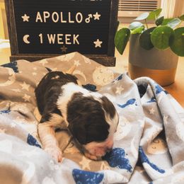 English Springer Spaniel Puppies from Brambleberry Springers