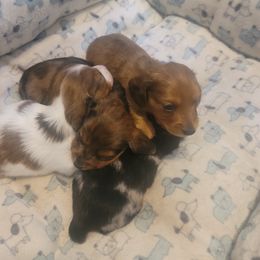 Dachshund Puppies from It's Mini Wieners Baby