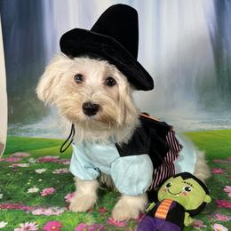 Memphis Belle - White female Havanese puppy in Gainesville Ocala, Florida from Curly Que Standard Poodles and Havanese
