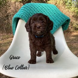 Australian Labradoodle Puppies from Doodles in Bloom