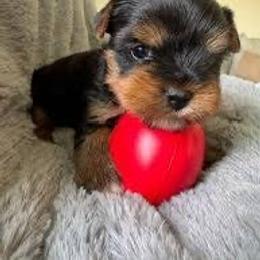 Tiny - Black and tan male Yorkshire Terrier puppy in Boston, Massachusetts from Little Yorkes of Boston