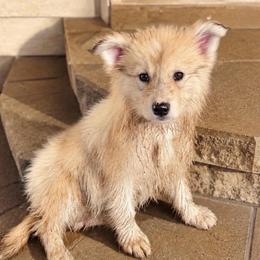 Rowan - Merle male Pomsky puppy in Cleveland, Ohio from Lake Point Pomskies