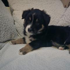 Australian Mountain Doodle, Bernedoodle, Companion Cross, and Shihpoo Puppies from Perfect Companion Puppies