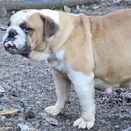 Bulldogs and Labrador Retrievers from Stout's Hunting Labs and trsbullies