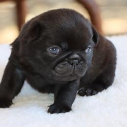 Eddie - Black male Pug puppy in Winnsboro, Texas from Southern pugs