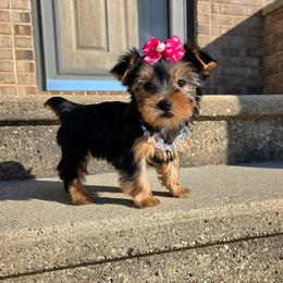 Rosie - Blue and gold female Yorkshire Terrier puppy in Monticello, Iowa from Ashley’s Puppies