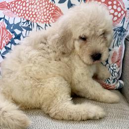Amy - Cream female Goldendoodle puppy in Pensacola, Florida from Goldendoodles Love You in Pensacola Friend Edition