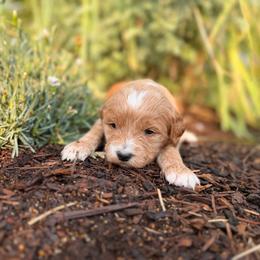 River - Apricot female Goldendoodle puppy in Twin Falls, Idaho from Magic Valley Family Doodles