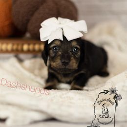 Girl 1 - Black and cream female Dachshund puppy in Seminary, Mississippi from Down South Mavericks Dachshunds