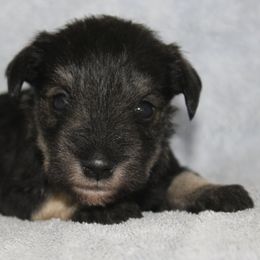 Foxy - Salt and pepper female Miniature Schnauzer puppy in Richardton, North Dakota from Crooked Tree Ranch