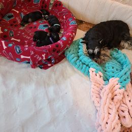 Miniature Schnauzer Puppies from Starbound Miniture Schnauzer's