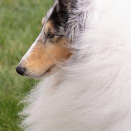Collie Puppies from Castlebar Collies