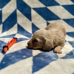 Jack - Cream male Dachshund puppy in Stilwell, Oklahoma from Mountain Top Dachshunds