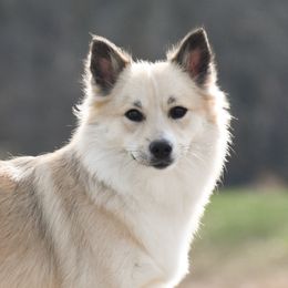 Dorey - Icelandic Sheepdog