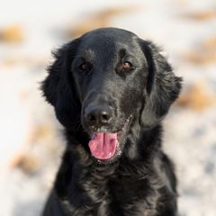 Scarlett - Flat-Coated Retriever