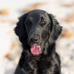 Scarlett - Flat-Coated Retriever