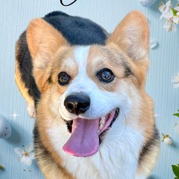 Cash - Pembroke Welsh Corgi