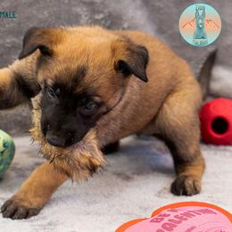 Lime green female - Fawn female Belgian Malinois puppy in Fredonia, Arizona from Zion Malinois