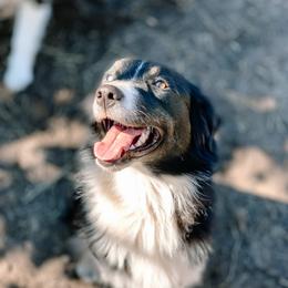 Mars  - Australian Shepherd