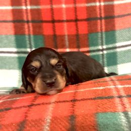 Prancer - Black and cream male Dachshund puppy in Biloxi, Mississippi from Southern Doxies Ms