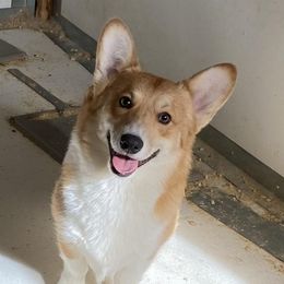 Audi - Pembroke Welsh Corgi