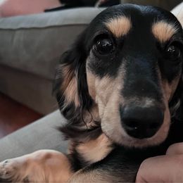 Olive - Dachshund