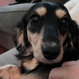 Olive - Dachshund