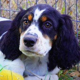 Boy 3 - Black white and tan male English Springer Spaniel puppy in Great Falls, Montana from Big Sky Springers